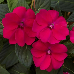 SunPatiens Compact Royal Magenta